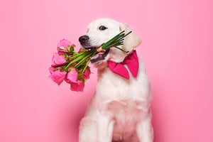 The do's and dont's of dogs at weddings