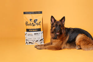 What to feed a working dog? A nutrition guide