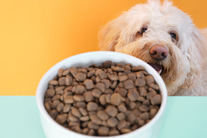 Feeding Guidelines for your Dog