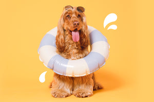 Outdoor water safety for dogs