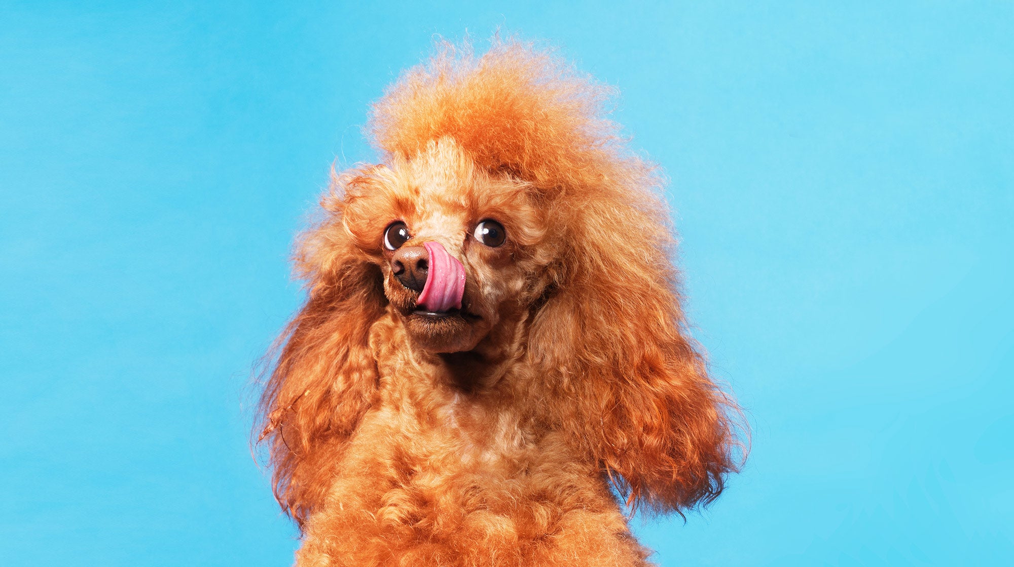 Toy Poodle Feeding Guide