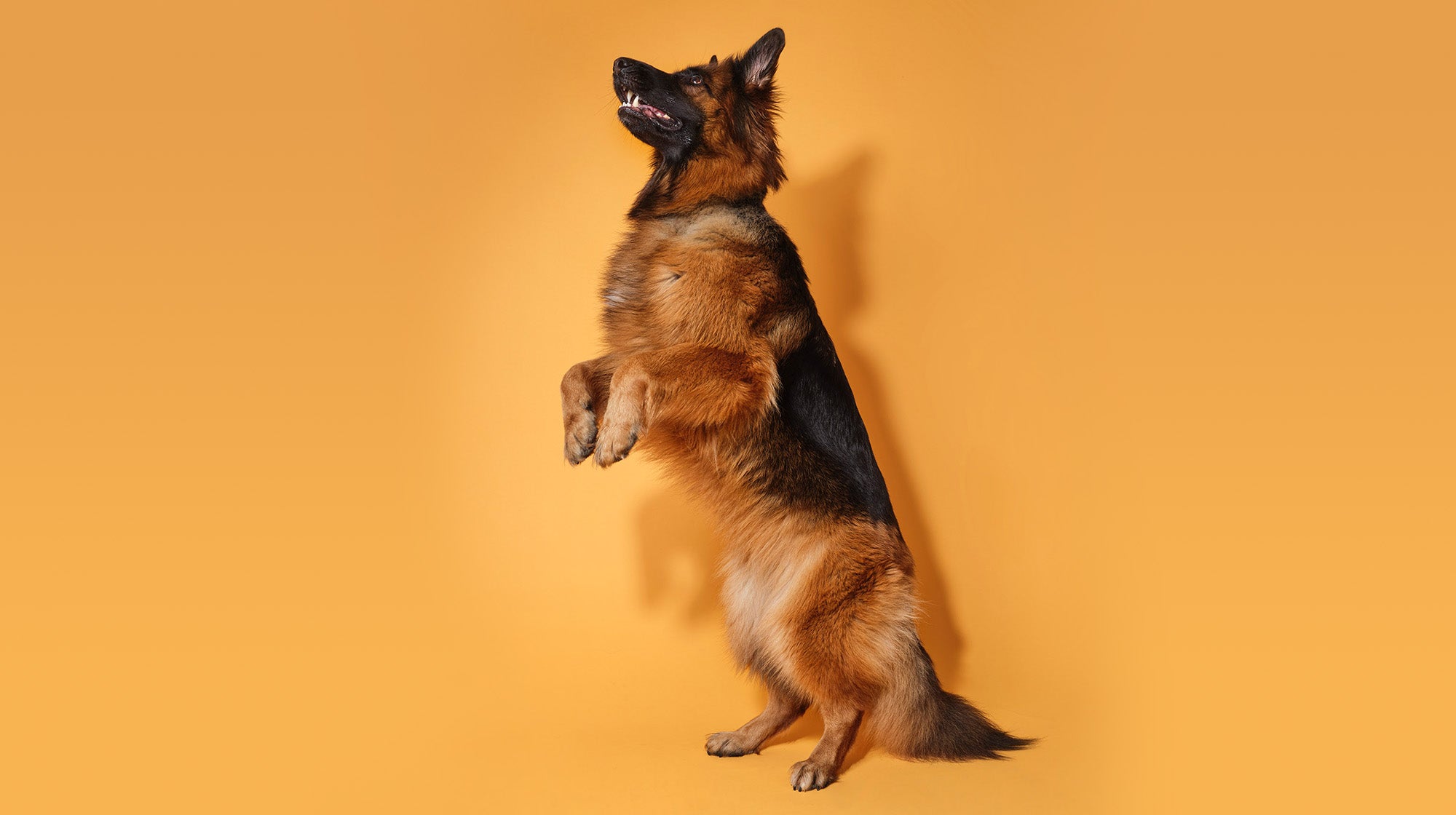 How Much Glucosamine is Safe for Dogs? The Ultimate Guide