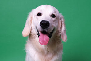 Joint Care For Dogs: Causes, Improvements & Supplements