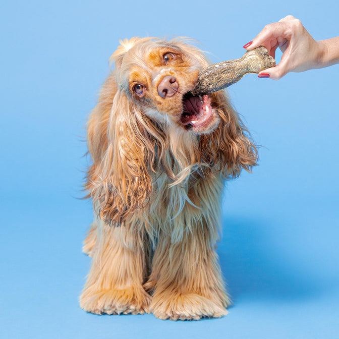 Long-Lasting Fish Hide Chews