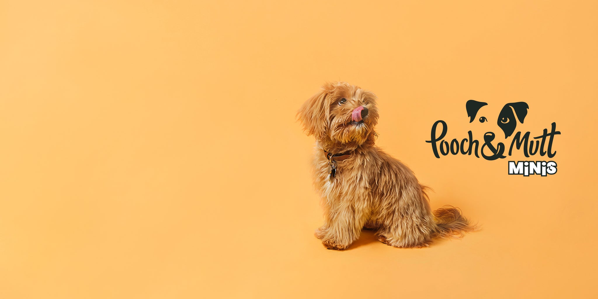 Small brown dog on a yellow background next to the pooch and mutt logo landscape