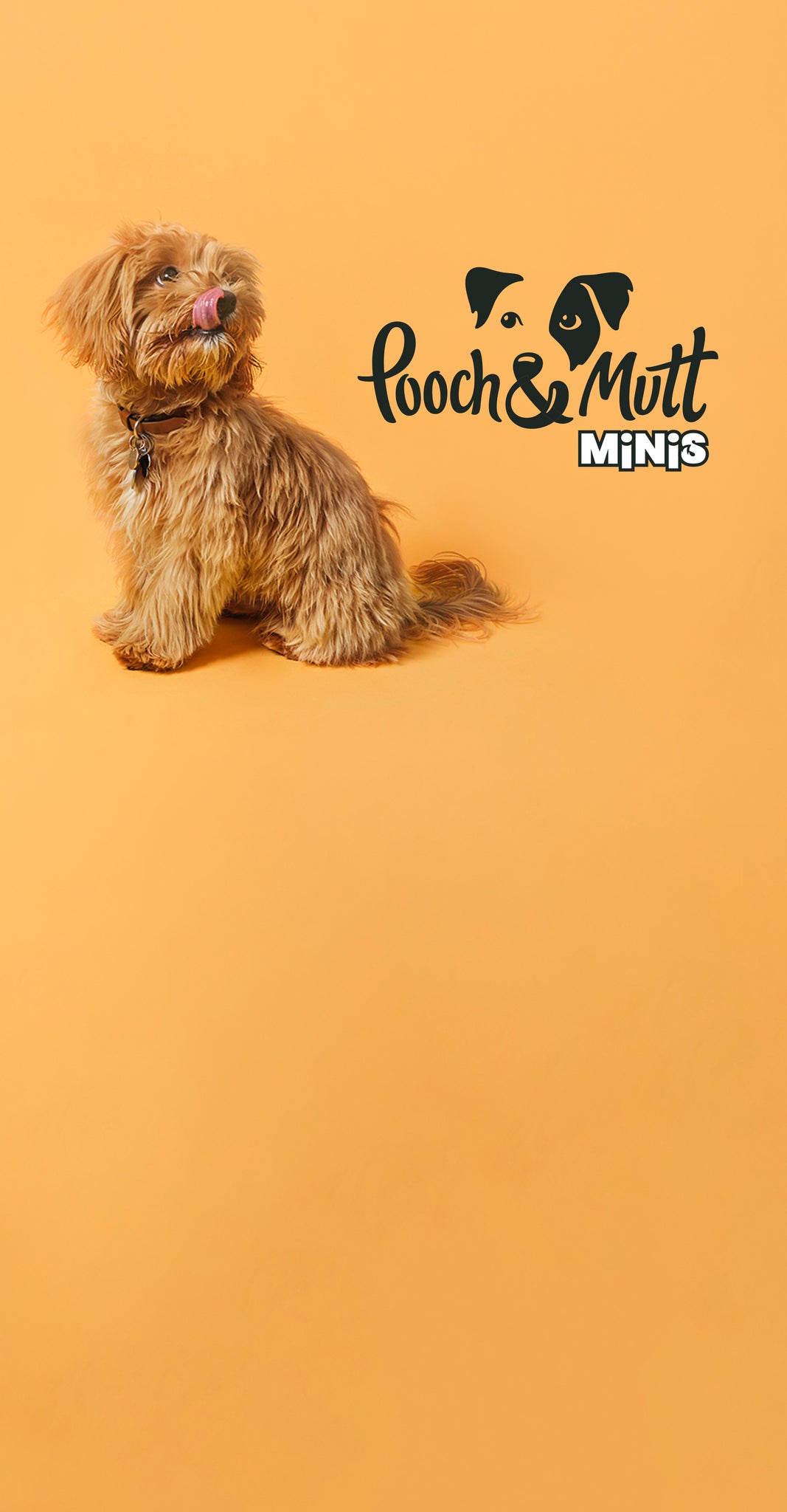 Small brown dog on a yellow background next to the pooch and mutt logo portrait