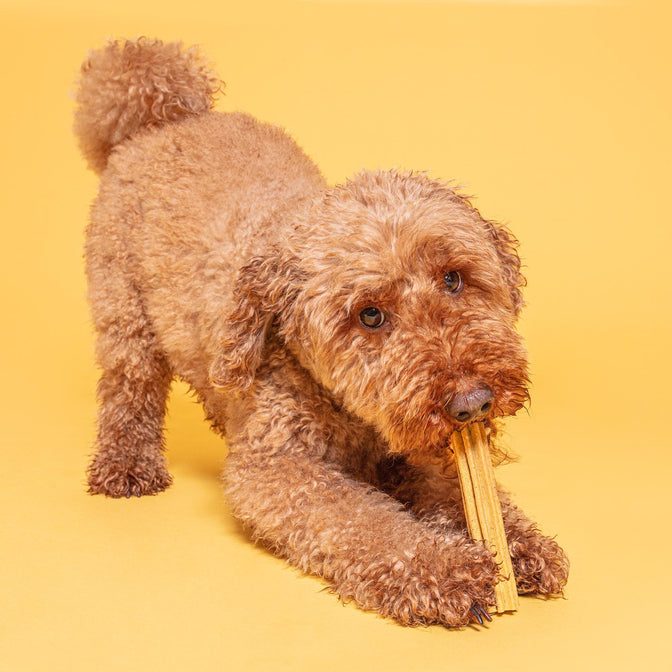 Dental Stick Bundle For Dogs
