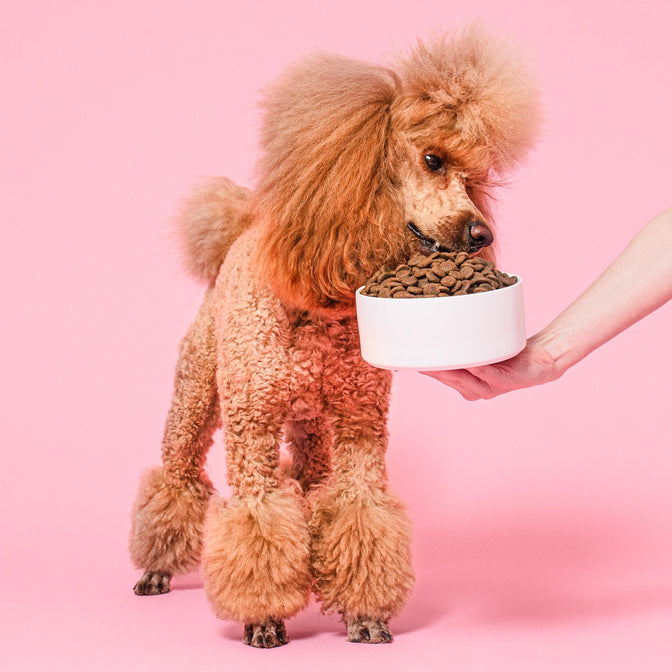 Renal Dry Dog Food