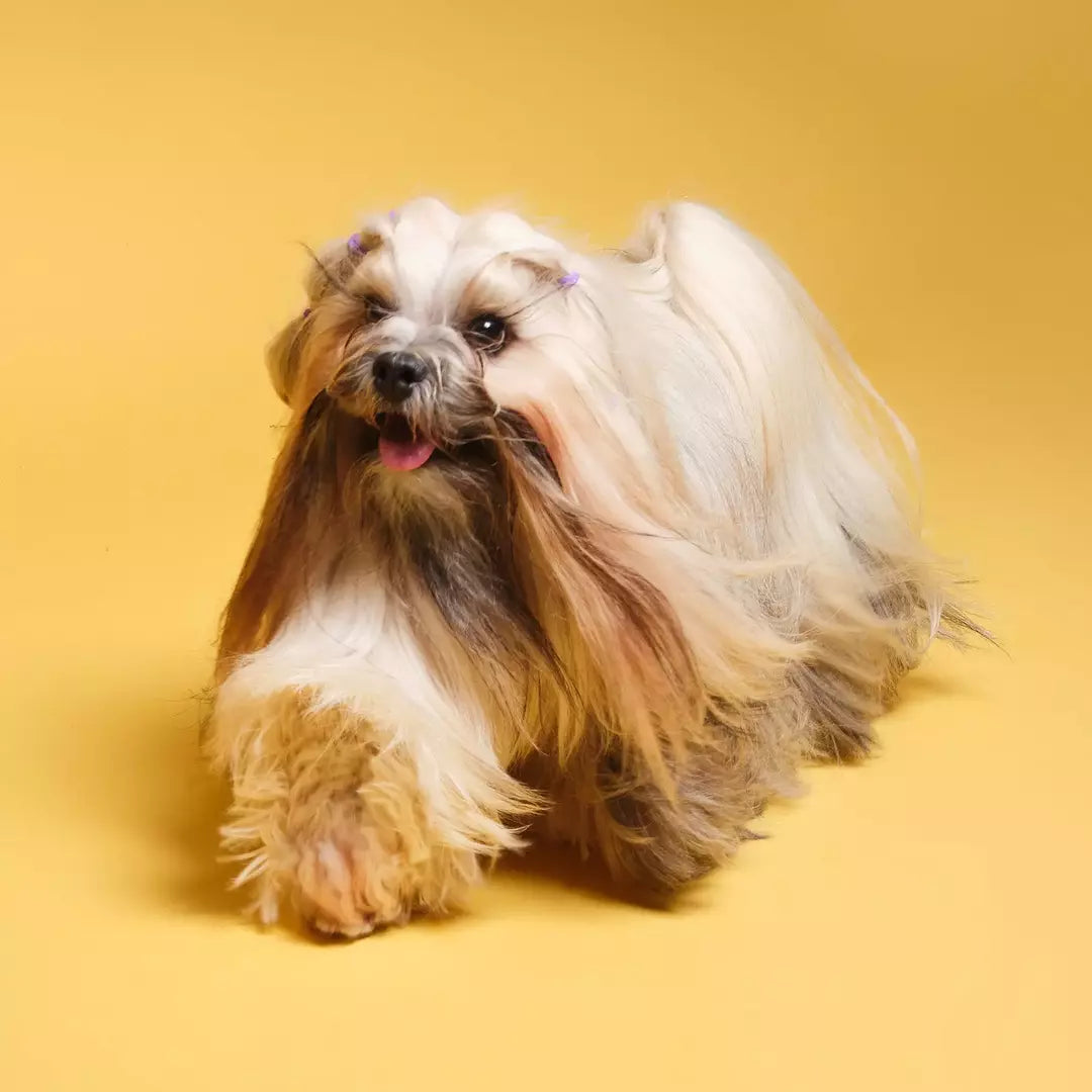 Best dog food for online shiny coat