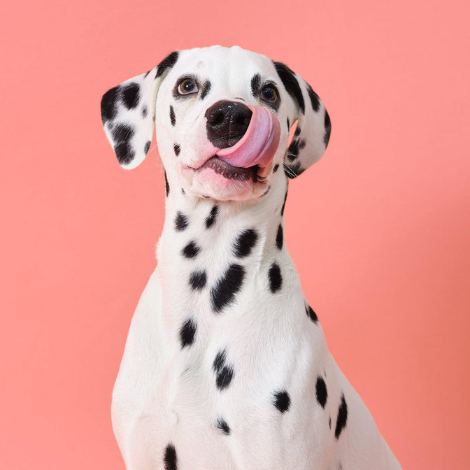 Dental Probiotic Meaty Treats