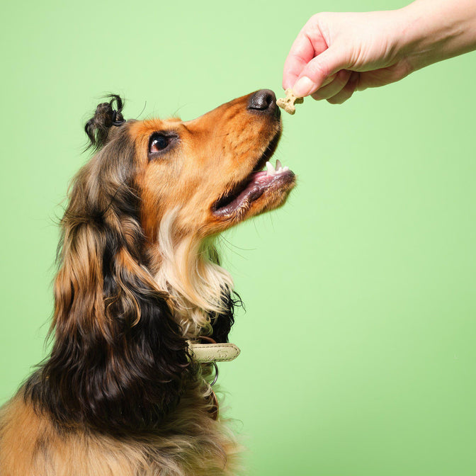 Fresh Breath Mini-Bone Treats