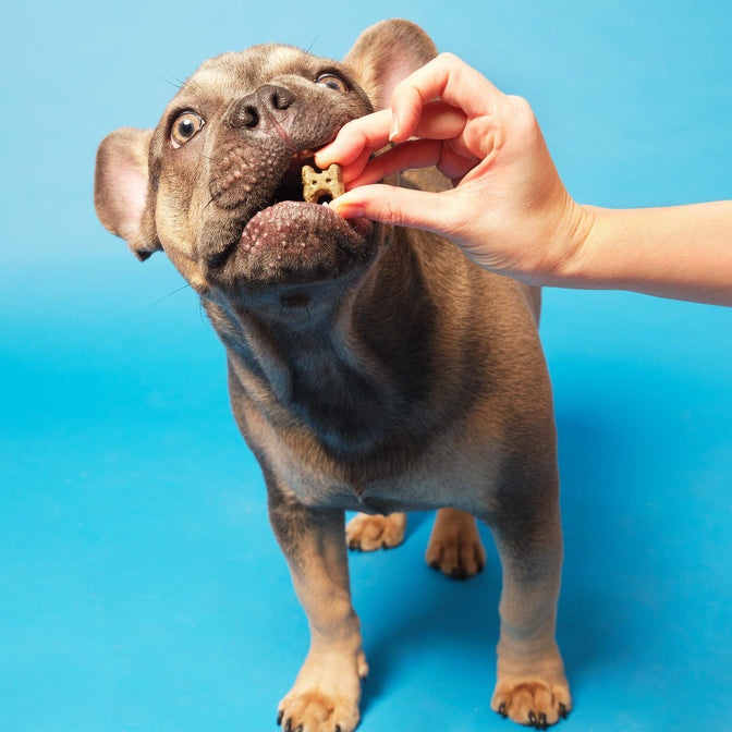Health & Digestion Mini-Bone Treats