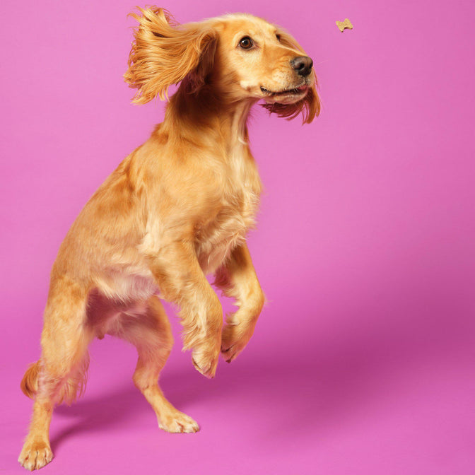 Mixed Mini-Bone Treat Pack
