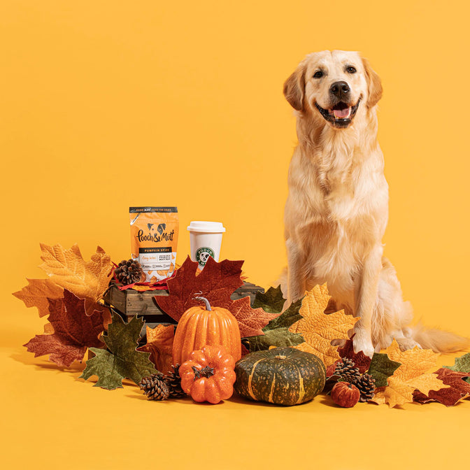 Pumpkin Spice Probiotic Meaty Treats