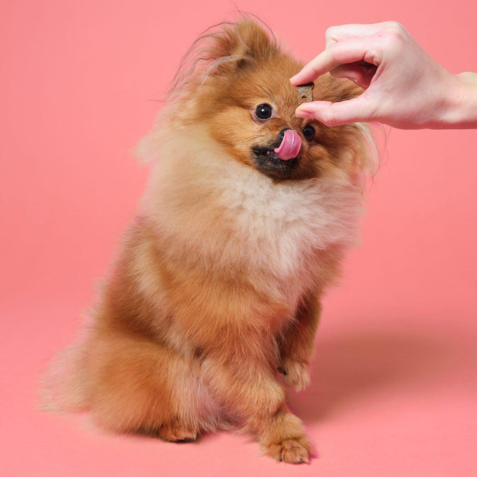 Dental Probiotic Meaty Treats