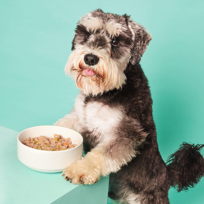 Turkey & Duck Wet Food