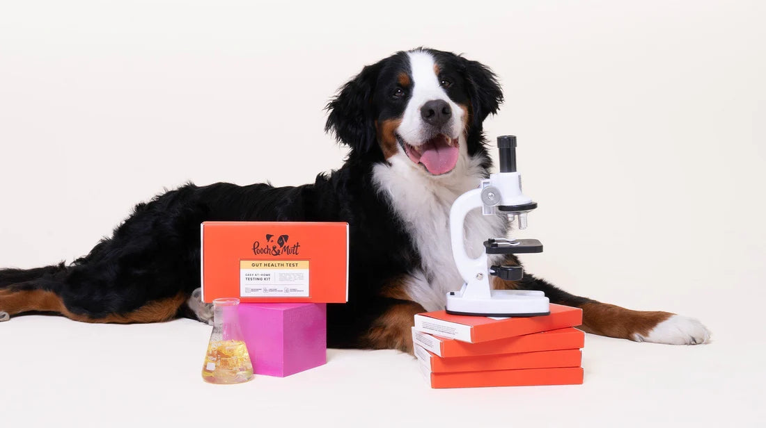 Your dog’s gut health: What is a microbiome?