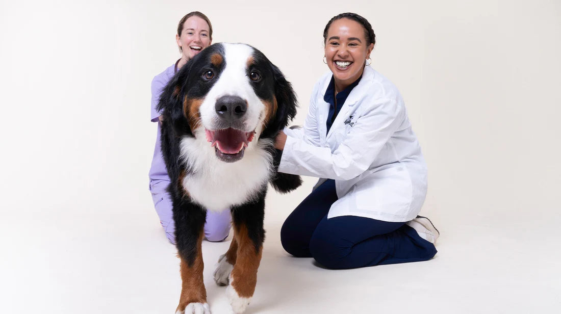 The importance of a balanced gut microbiome in dogs