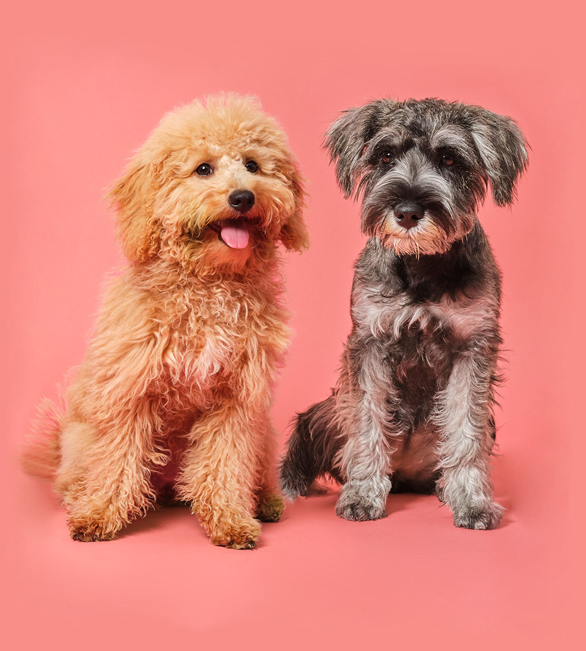 breed finder dogs intro