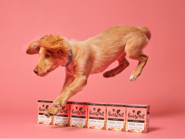 Puppy training